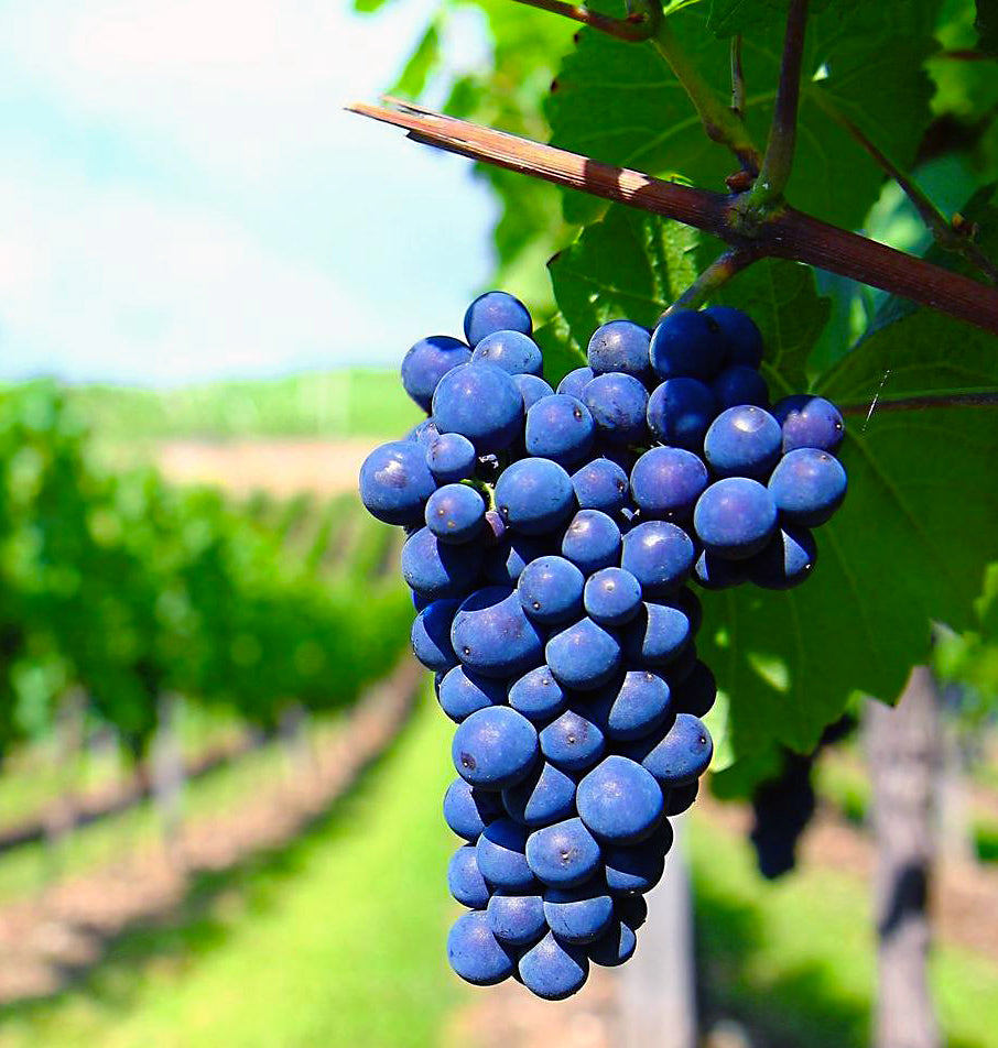 best-sangiovese-wines-top-rated-organic-tuscan-regional-wine