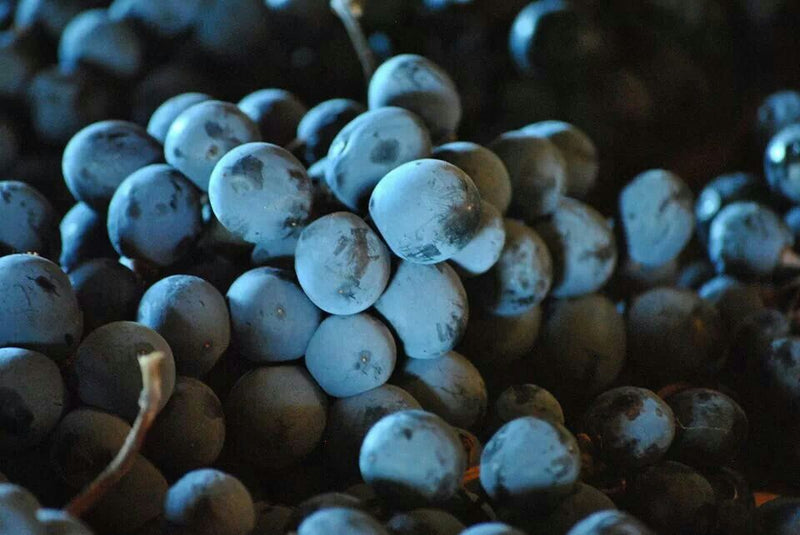 Valpolicella to Amarone