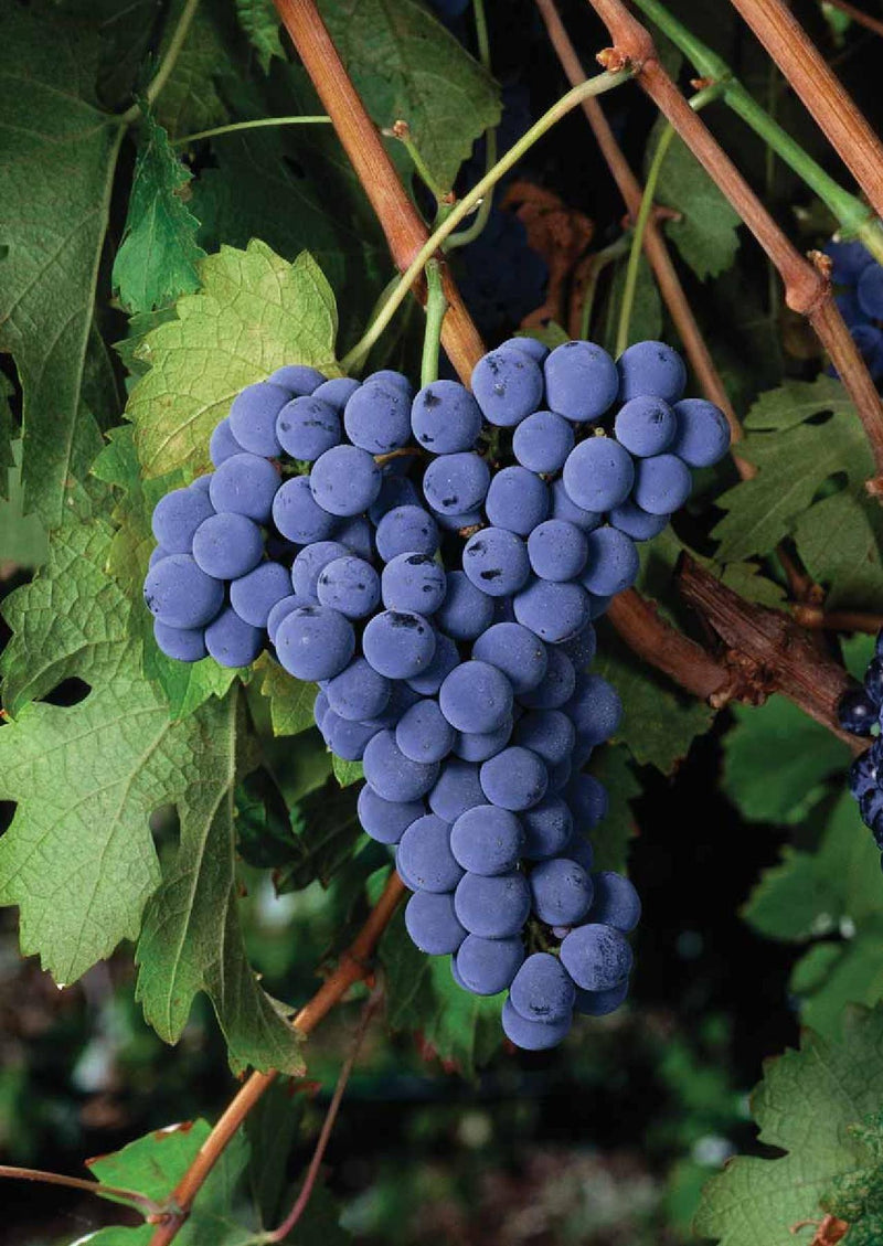 Cabernet & Bordeaux-style Reds