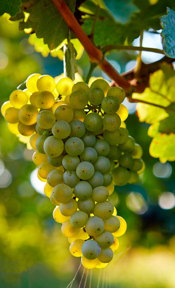 Chardonnay