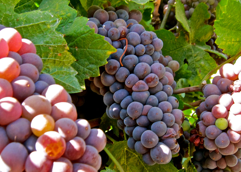 Clean Pinot Grigio & Italian Whites
