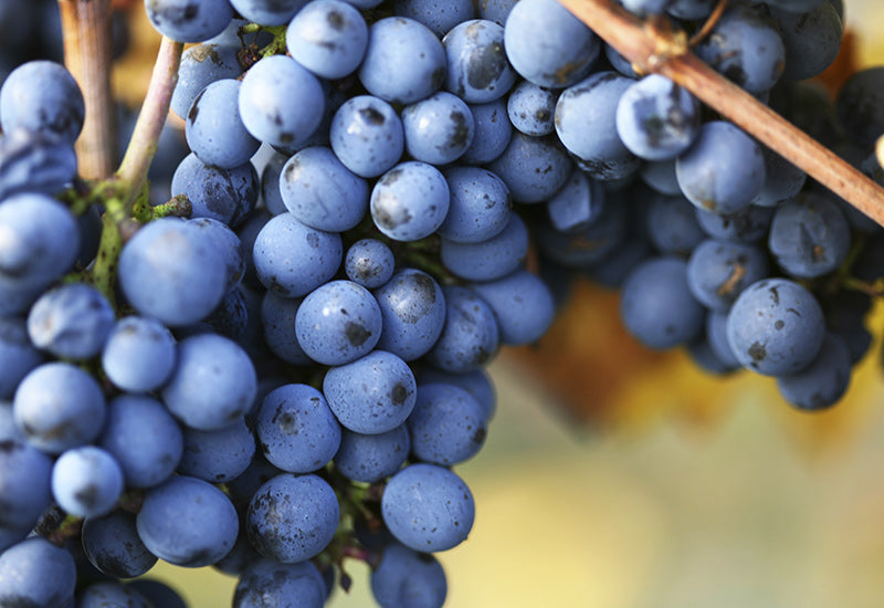 Clean Pinot Noir & Burgundy