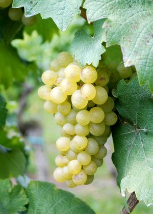 Best Sweet Organic Riesling Wine | Riesling Wine Brands