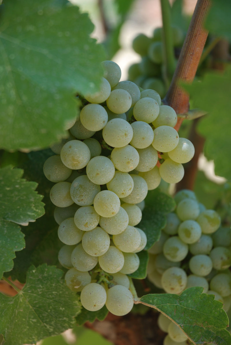 Clean Sauvignon Blanc & Sancerre