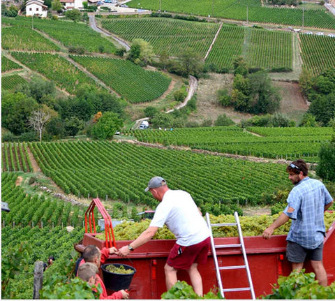 Domaine Thierry Drouin