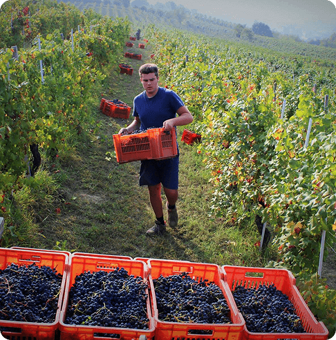 Wine Club - Discovery Tier