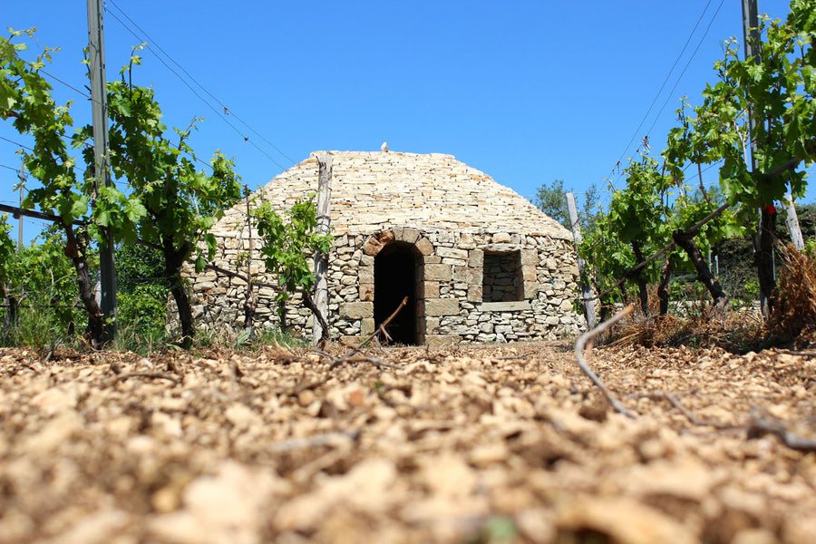 Gelso Rosa, Nero Di Troia, Podere29, Puglia - The Simple Wine