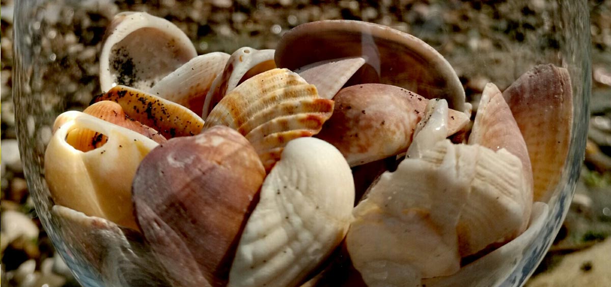 Salina Chardonnay Podere29 Organic Puglia - The Simple Wine