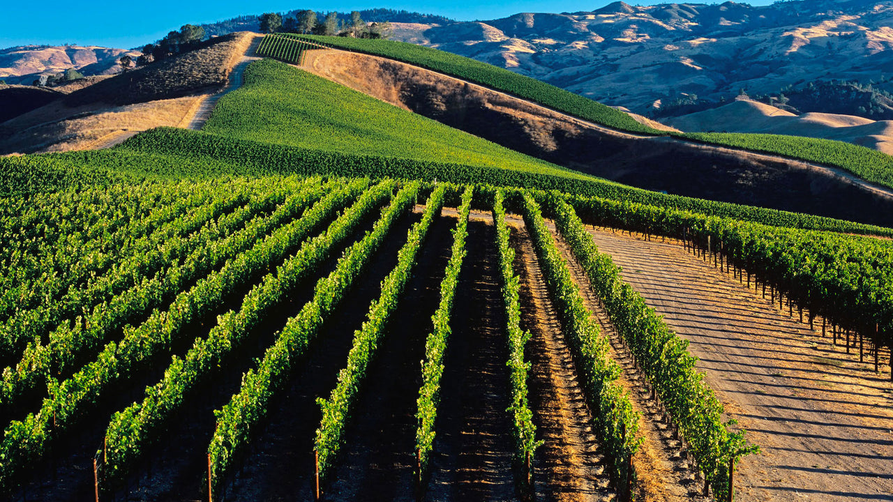 Avia Pervia Primitivo 2016 Podere29 Puglia - The Simple Wine