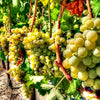 Salina Chardonnay Podere29 Organic Puglia - The Simple Wine