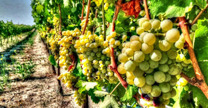 Salina Chardonnay Podere29 Organic Puglia - The Simple Wine