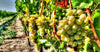 Salina Chardonnay 2 PACK Podere29 Organic Puglia - The Simple Wine